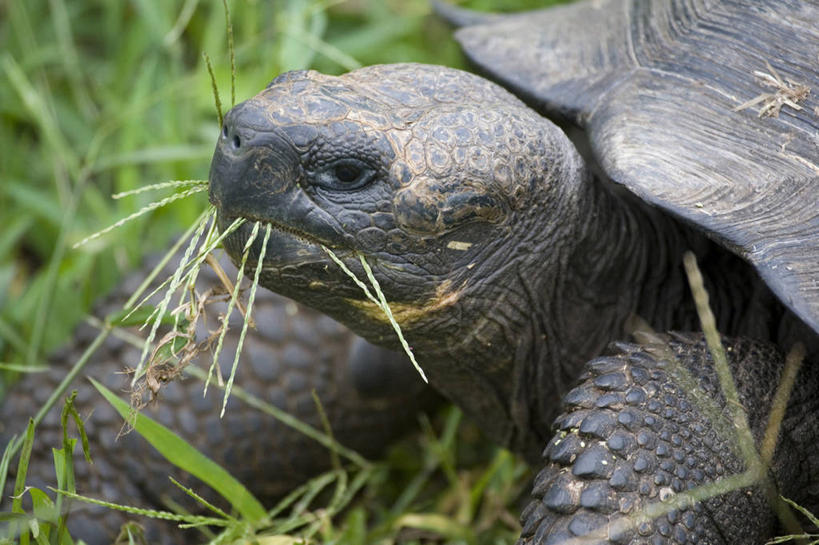 无人,横图,室外,白天,龟,野生动物,厄瓜多尔,爬行动物,图像,自然,动物,健康,力量,摄影,坚定,长寿,乌龟,巨人,能力,象,海龟,彩图