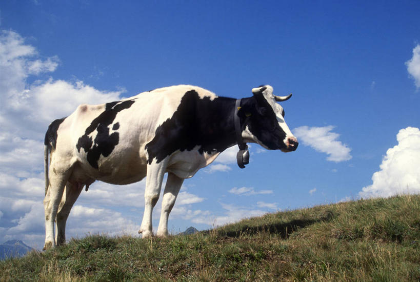 无人,农场,横图,室外,白天,牧场,哺乳动物,牛,野生动物,乳牛,图像,蓝色,天空,动物,摄影,牲畜,母牛,荷尔斯泰因,彩图