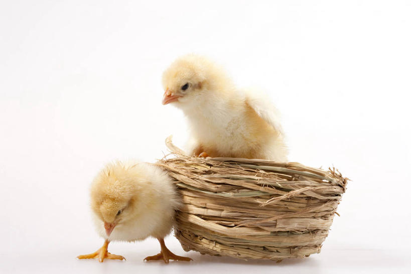 无人,横图,留白,白色背景,正面,探险,纯洁,安全,小的,鸟类,注视,黄色,动物,观察,看,两只,可爱,童年,童趣,摄影,牲畜,影棚,生长,孵化,观看,察看,关注,摄影棚,童真,烂漫,无邪,开端,天真,彩图,影棚拍摄,拍摄,小鸡