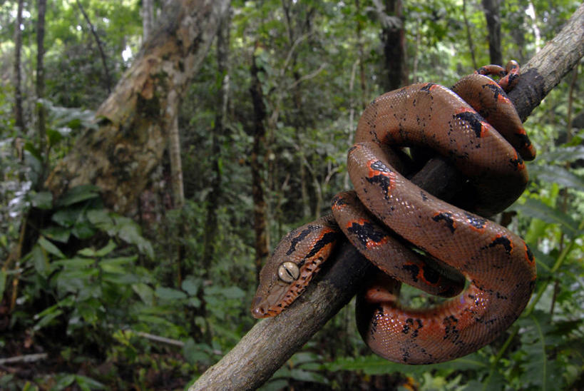 无人,横图,室外,侧面,森林,树林,野生动物,秘鲁,蟒蛇,蛇,陆地,褐色,南,树,自然,动物,摄影,水蟒,亚马逊树蚺,彩图