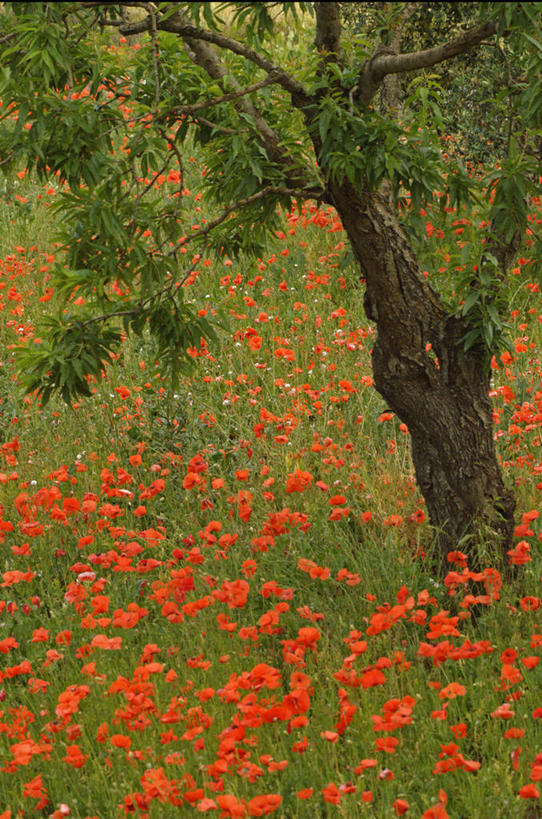 无人,竖图,室外,白天,旅游,度假,美景,意大利,欧洲,地形,景观,陆地,图像,娱乐,花,树,红色,风景,自然,春天,享受,休闲,景色,放松,季节,摄影,宁静,自然风光,纯净,阿普利亚,彩图