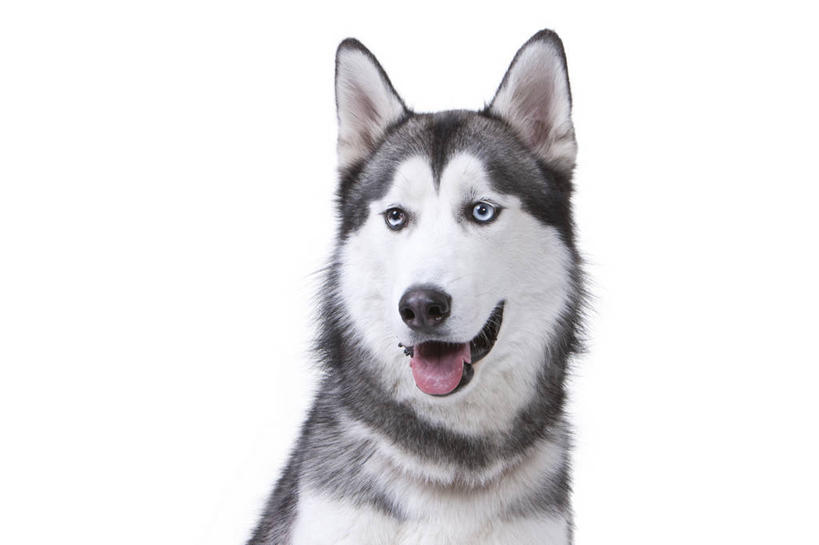 脸,头,脸颊,无人,横图,特写,白色背景,正面,纯洁,宠物,狗,亚洲,肩膀,动物,家畜,可爱,童年,童趣,哈士奇,哈士奇犬,摄影,影棚,摄影棚,西伯利亚雪橇犬,雪橇犬,童真,烂漫,无邪,忠诚,哈士奇狗,西伯利亚哈士奇,天真,头部,脸部,脸蛋,面部,犬,彩图,影棚拍摄,拍摄,西伯利亚犬