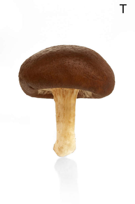 白色背景,农作物,蔬菜,静物,英文,标志,材料,文字,字符,字母,蘑菇,香菇,生食,食品,标识,饮食,自然,概念,食用菌,摄影,有机食品,英文字母,清新,健康食物,彩图