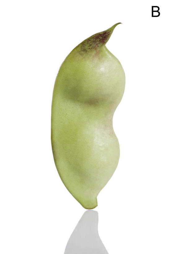 白色背景,农作物,豆,扁豆,蔬菜,静物,英文,标志,材料,文字,字符,字母,生食,食品,标识,饮食,自然,概念,摄影,有机食品,英文字母,清新,健康食物,豆科植物,彩图