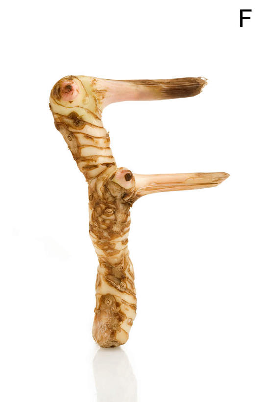 白色背景,农作物,蔬菜,静物,英文,标志,材料,文字,字符,字母,生食,食品,根部,标识,饮食,自然,概念,摄影,有机食品,英文字母,清新,健康食物,彩图