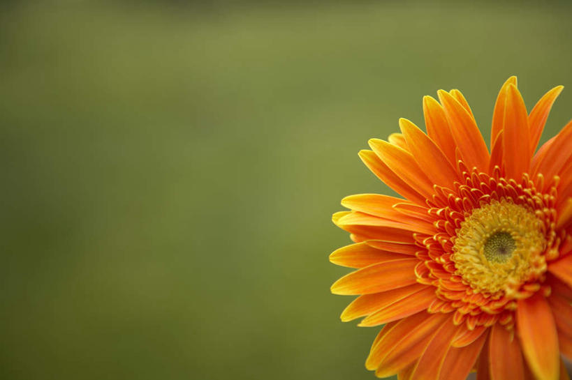 无人,横图,室外,特写,白天,留白,静物,非洲雏菊,雏菊,花,一个,绿色,橙色,摄影,单个,彩图