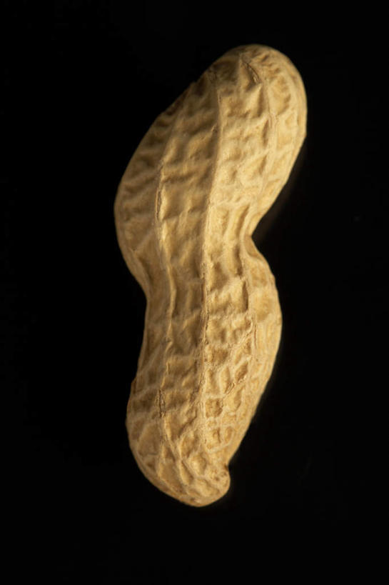 竖图,特写,花生,静物,黑色背景,形状,生食,食品,坚果,小吃,饮食,一个,摄影,单个,简单,清新,蛋白质,健康食物,彩图,影棚拍摄,坚果壳