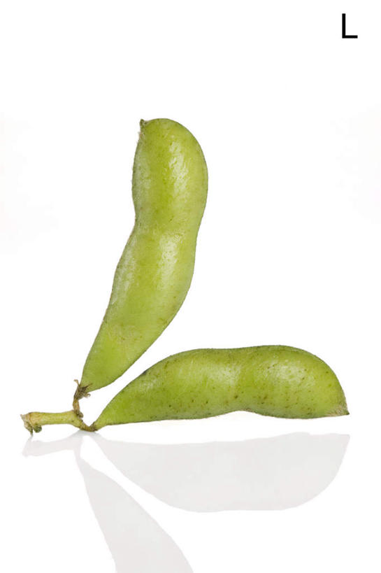 白色背景,农作物,豆,大豆,蔬菜,静物,英文,标志,材料,文字,字符,字母,生食,食品,标识,饮食,自然,概念,摄影,有机食品,英文字母,清新,健康食物,豆科植物,彩图