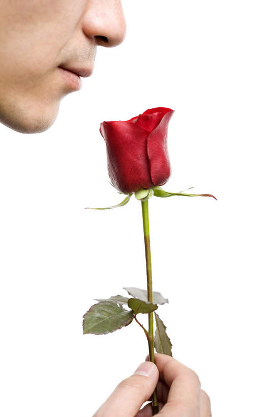 东方人,鼻子,一个人,竖图,特写,白色背景,侧面,情人节,浪漫,拿着,闻,花,红色,摄影,男人,男性,亚洲人,中国人,鼻,鼻孔,彩图,影棚拍摄,爱,感知