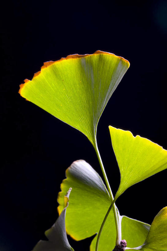 无人,竖图,特写,正面,植物,静物,叶子,串,绿色,摄影,部分,草本,叶脉,彩图