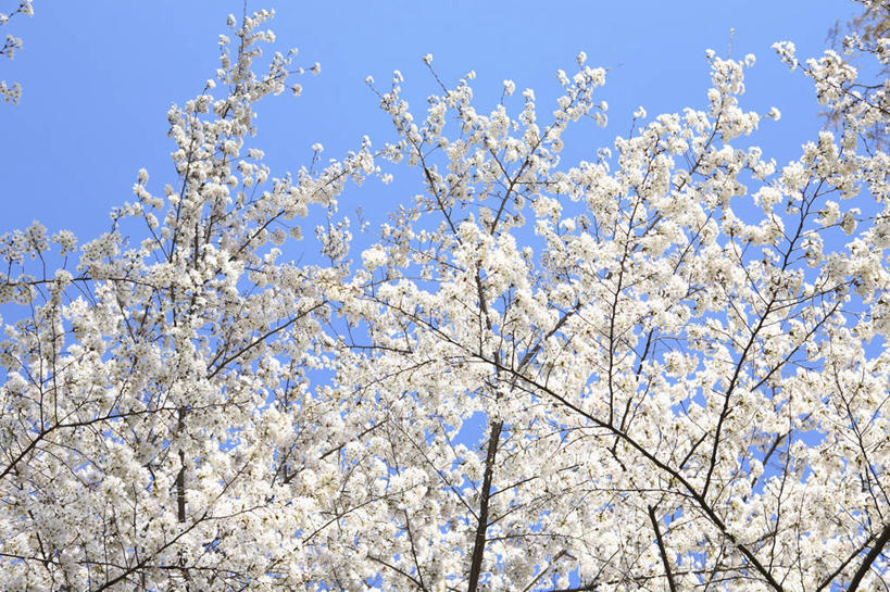 无人,植物,樱花,亚洲,枝,树,风景,天空,自然,春天,彩图