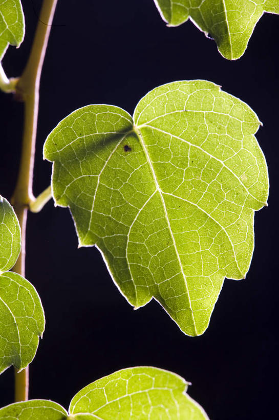 无人,竖图,特写,正面,植物,静物,叶子,绿色,摄影,部分,草本,叶脉,彩图