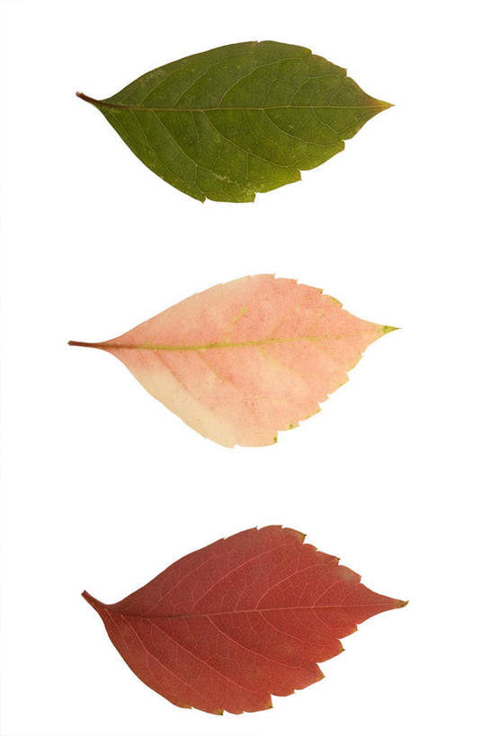 无人,横图,正面,植物,静物,叶子,黄色,红色,绿色,摄影,草本,叶脉,彩图