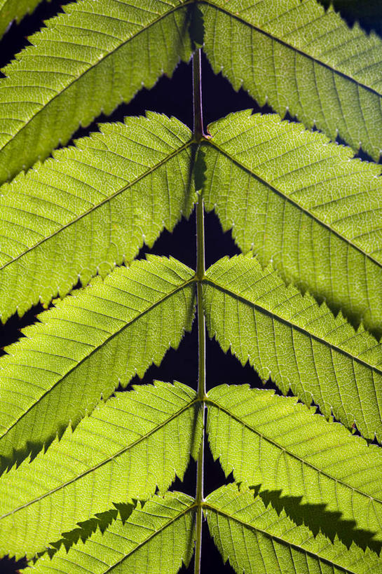 无人,竖图,特写,正面,植物,静物,叶子,串,一个,绿色,摄影,单个,部分,草本,叶脉,彩图