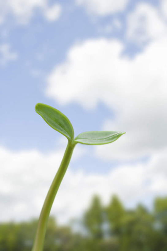 室外,留白,植物,云,绿色,天空,生长,环境,清新,秧苗,万里无云,开端,彩图