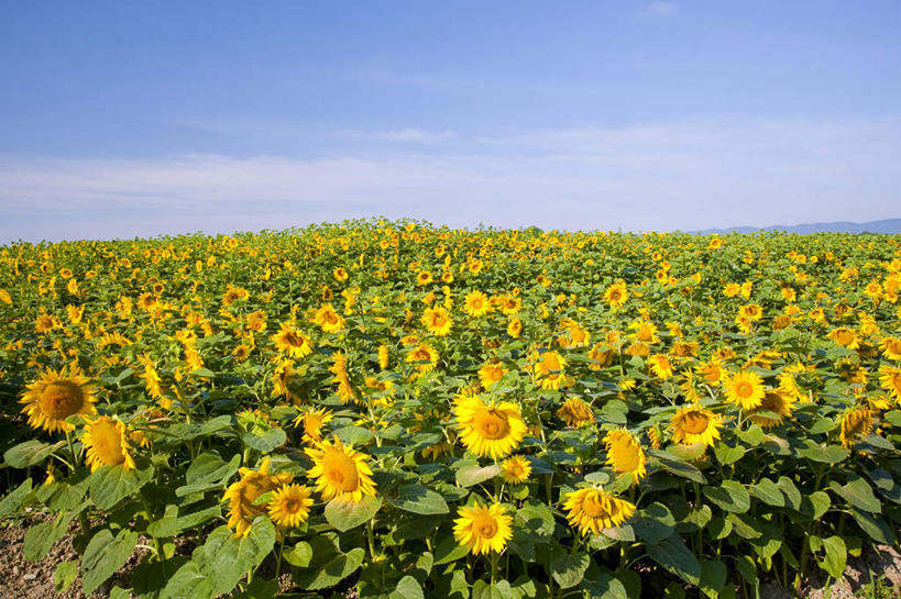 室外,白天,植物,向日葵,亚洲,地形,田地,花,风景,天空,夏天,彩图