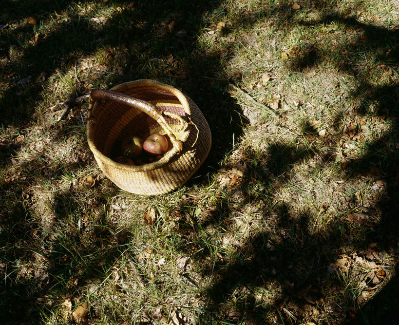 俯视,室外,白天,苹果,水果,法国,欧洲,篮子,多尔多涅,彩图,高角度拍摄