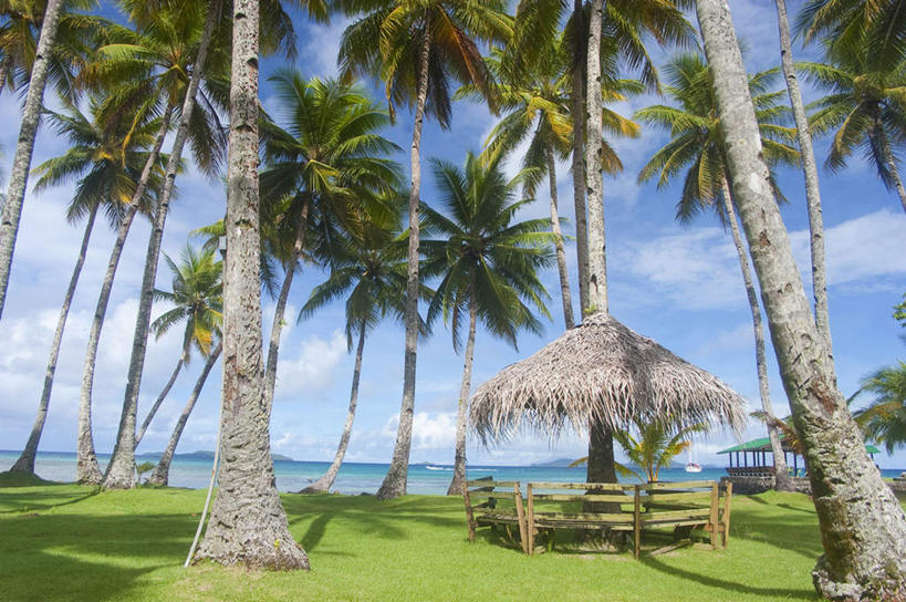 白天,海洋,棕榈树,密克罗尼西亚,亚洲,地形,风景,热带气候,海滩,椰子树,彩图,沙岛