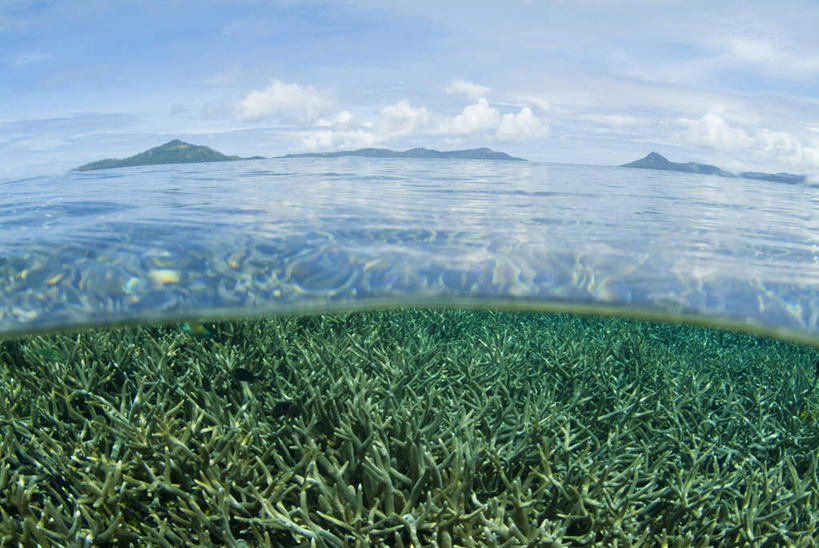 水下,海洋,密克罗尼西亚,亚洲,珊瑚,水面,天空,暗礁,彩图