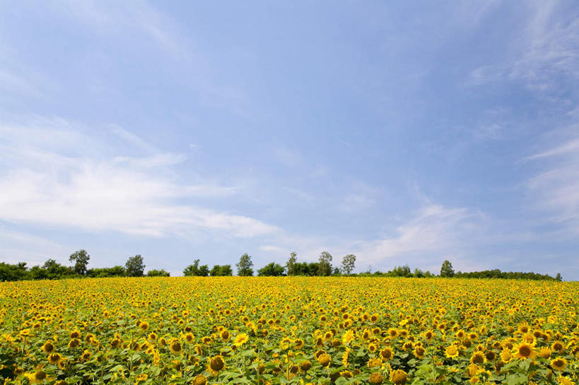 白天,植物,向日葵,亚洲,地形,田地,花,黄色,风景,天空,夏天,彩图