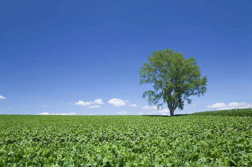 室外,白天,亚洲,地形,田地,树,风景,天空,夏天,彩图
