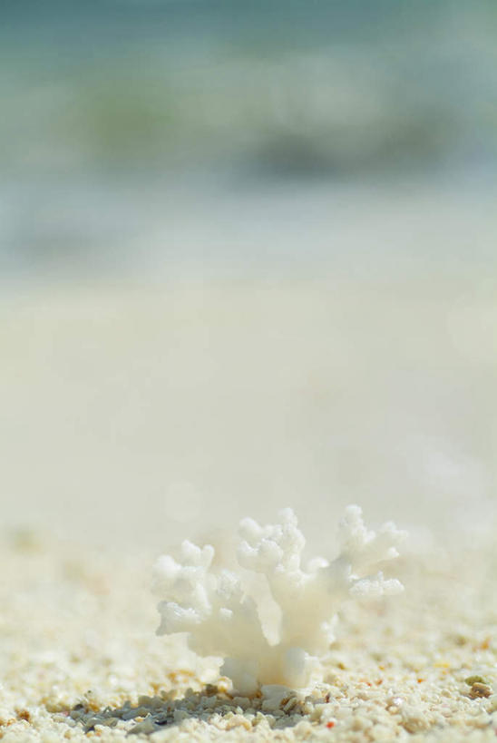 密克罗尼西亚,亚洲,沙子,珊瑚,岛,白色,海滩,彩图