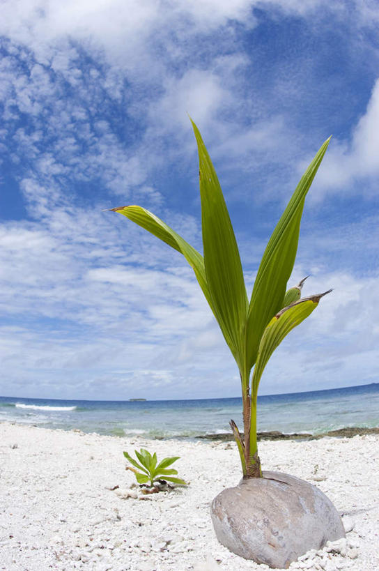 白天,海洋,棕榈树,椰子,密克罗尼西亚,亚洲,沙子,云,天空,热带气候,海滩,椰子树,彩图,沙岛