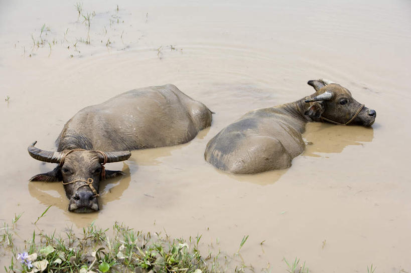 无人,横图,俯视,室外,白天,旅游,度假,河流,美景,水,桂林,中国,亚洲,景观,水面,褐色,娱乐,风景,自然,动物,两只,享受,休息,休闲,景色,放松,摄影,宁静,泥,自然风光,自然现象,东亚,漓江,广西壮族自治区,水牛,彩图,高角度拍摄
