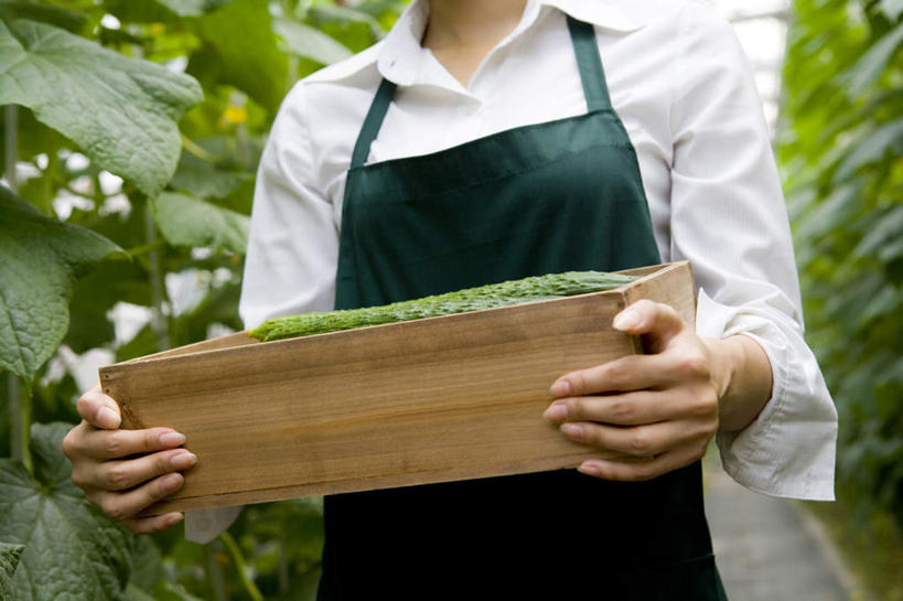 东方人,一个人,菜园,农场,横图,白天,农业,采摘,蔬菜,北京,中国,亚洲,仅一个年轻女性,仅一个女性,仅一个人,种植,木制,园艺,食品,温室,拿着,现代,饮食,盒子,夏天,摄影,有机食品,生长,生活方式,收获,清新,酒箱,东亚,健康食物,年轻女性,女人,女性,亚洲人,中国人,年轻人,休闲活动,彩图