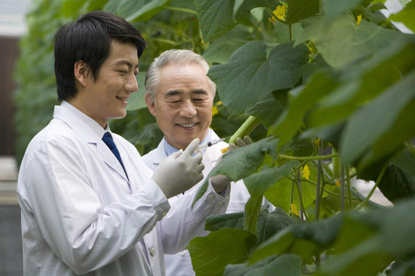 东方人,脸,头,脸颊,两个人,科学家,菜园,农场,笑,微笑,露齿笑,横图,室外,白天,侧面,快乐,幸福,智慧,农业,科技,蔬菜,叶子,北京,中国,亚洲,种植,检查,研究,工作,分析,科学,葫芦,食品,领带,温室,现代,肩膀,绿色,夏天,职业,健康,注射,摄影,生长,遗传研究,注射器,东亚,实验服,科学实验,植物学家,男人,男性,年轻男性,亚洲人,中国人,年轻人,头部,脸部,脸蛋,面部,技术员,彩图