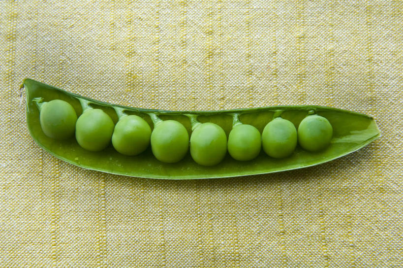 无人,横图,俯视,室内,特写,留白,植物,蔬菜,静物,豆类,豆子,豌豆,生食,食品,香豌豆,荷兰豆,饮食,一个,绿色,摄影,单个,简单,清新,横截面,雪豆,豆科,豌豆系,健康食物,纯净,寒豆,毕豆,麻累,国豆,小寒豆,麦豌豆,甜豌豆,彩图,高角度拍摄