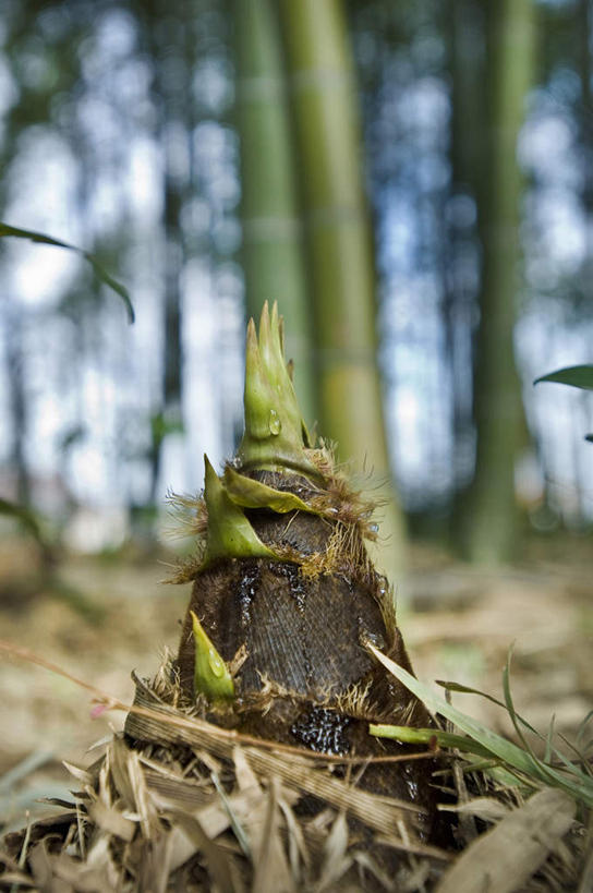 无人,竖图,室外,白天,留白,农业,农作物,森林,蔬菜,静物,生食,笋,树干,一个,自然,摄影,生长,单个,清新,纯净,彩图,林区