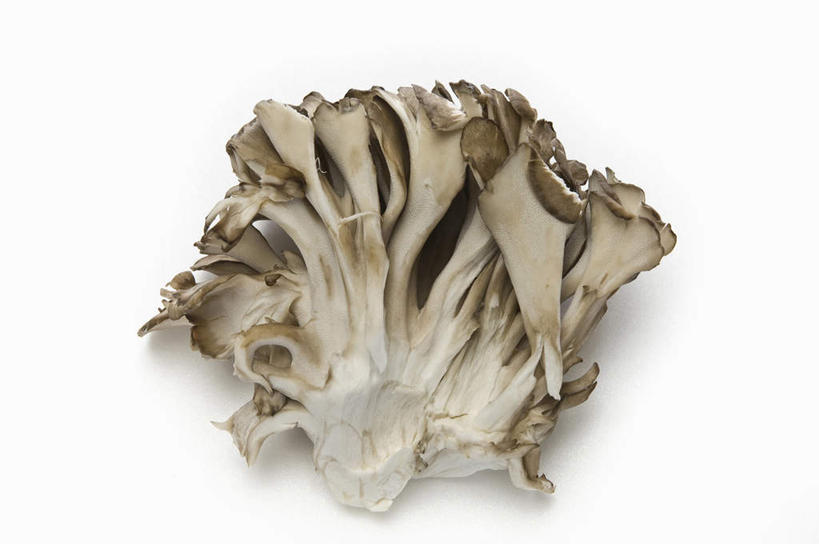 无人,横图,俯视,室内,白色背景,蔬菜,静物,蘑菇,生食,食品,饮食,一个,食用菌,摄影,影棚,单个,蚝蘑,简单,真菌,清新,摄影棚,健康食物,纯净,彩图,高角度拍摄,影棚拍摄,拍摄