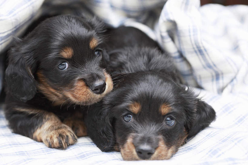 无人,躺,横图,白色背景,正面,纯洁,哺乳动物,宠物,狗,野生动物,毯子,小狗,动物,看,趴着,向上看,两只,家畜,可爱,童年,童趣,摄影,幽默,梦想,童真,烂漫,无邪,英国小猎犬,忠诚,天真,彩图,影棚拍摄,服从,纯种犬