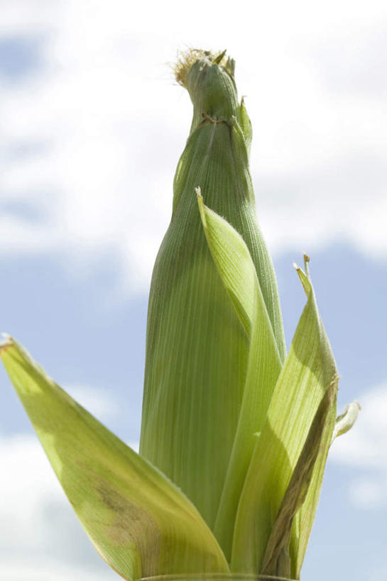 无人,农场,竖图,室外,特写,白天,留白,仰视,农业,农作物,玉米,蔬菜,静物,园艺,云,生食,食品,饮食,一个,绿色,天空,自然,摄影,影棚,生长,收获,单个,外壳,简单,清新,摄影棚,健康食物,纯净,彩图,低角度拍摄,影棚拍摄,拍摄