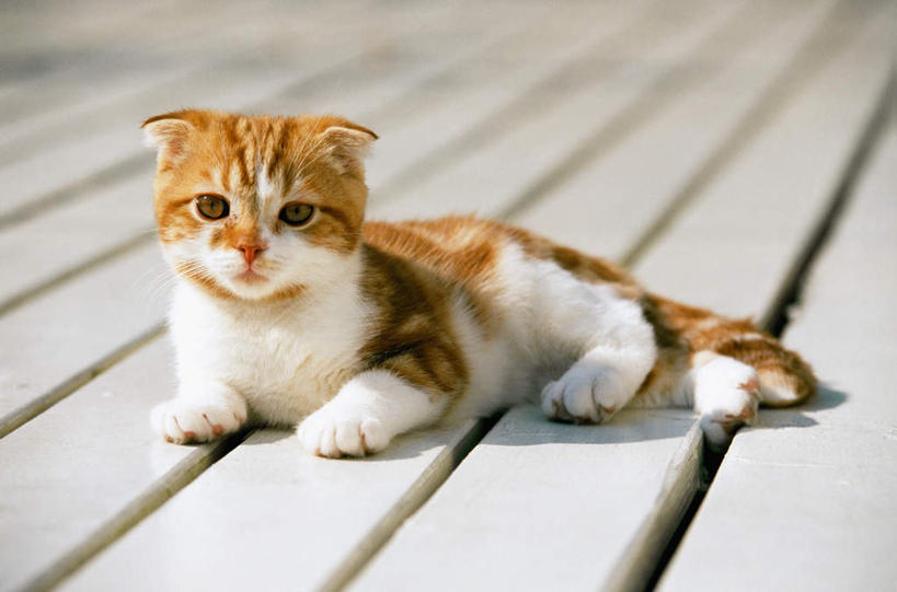 无人,躺,横图,室外,正面,纯洁,哺乳动物,宠物,猫,野生动物,短毛猫,小猫,动物,看,趴着,家畜,可爱,童年,童趣,摄影,幽默,童真,烂漫,无邪,天真,彩图