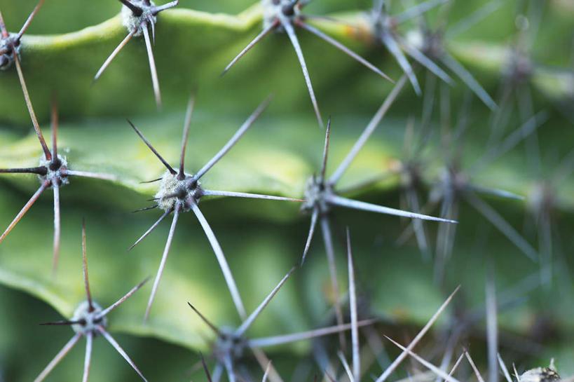 无人,横图,室外,特写,白天,美景,仙人掌,景观,自然,景色,摄影,环境,荆棘,自然风光,环境保护,彩图