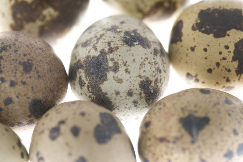 无人,横图,室内,特写,白色背景,静物,斑点,食品,鹌鹑蛋,饮食,摄影,简单,清新,逆光,健康食物,纯净,卵,彩图,影棚拍摄
