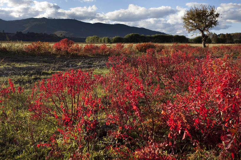 无人,横图,室外,美景,香格里拉,中国,亚洲,景观,自然,景色,摄影,自然风光,东亚,云南省,秋天,彩图
