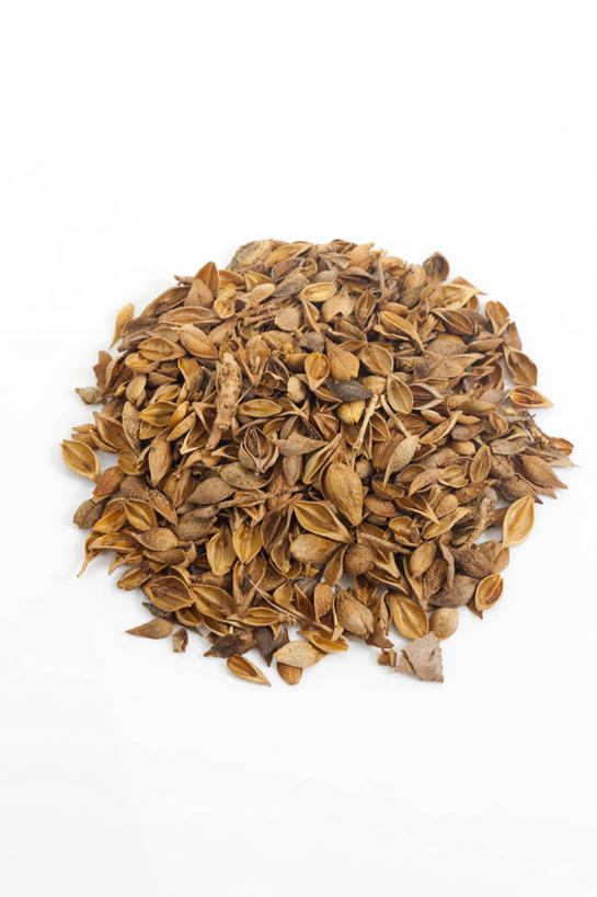 无人,竖图,俯视,连翘,静物,北京,中国,亚洲,药,食品,草药,饮食,饮料,干花,摄影,有机食品,影棚,多样,中国文化,摄影棚,营养品,中医,东亚,健康食物,青翘,落翘,连壳,黄奇丹,黄花条,彩图,高角度拍摄,影棚拍摄,拍摄,传统文化