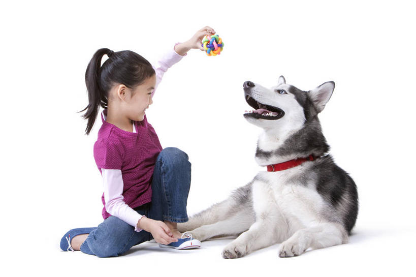 儿童,一个人,坐,笑,微笑,露齿笑,横图,白色背景,正面,快乐,友谊,幸福,纯洁,宠物,狗,玩具,北京,中国,亚洲,休闲装,小孩,动物,可爱,乐趣,童年,童趣,哈士奇,哈士奇犬,摄影,影棚,生活方式,享乐,摄影棚,西伯利亚雪橇犬,雪橇犬,童真,东亚,东亚人,烂漫,无邪,忠诚,哈士奇狗,西伯利亚哈士奇,天真,女孩,亚洲人,中国人,孩子,犬,彩图,影棚拍摄,爱,拍摄,西伯利亚犬,服从