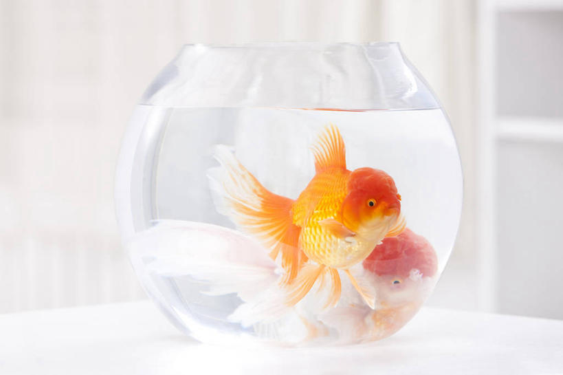 无人,家,横图,正面,纯洁,桌子,宠物,玻璃,金鱼,鱼缸,鱼类,玻璃制品,动物,两只,可爱,童年,童趣,摄影,童真,烂漫,无邪,天真,彩图