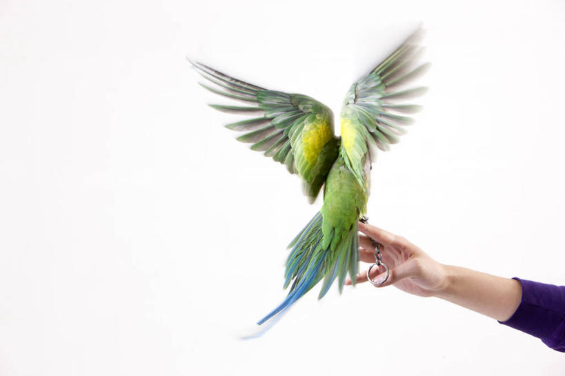手,一个人,横图,特写,留白,宠物,鹦鹉,翅膀,鸟类,拿着,背面,摄影,后背,动作,拍打,彩图,影棚拍摄