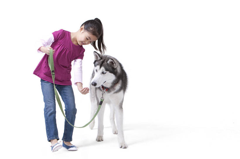 儿童,一个人,笑,微笑,露齿笑,横图,白色背景,正面,快乐,友谊,幸福,纯洁,宠物,狗,北京,中国,亚洲,休闲装,小孩,动物,可爱,乐趣,童年,童趣,哈士奇,哈士奇犬,摄影,影棚,生活方式,享乐,摄影棚,西伯利亚雪橇犬,雪橇犬,童真,东亚,狗链,东亚人,烂漫,无邪,忠诚,哈士奇狗,西伯利亚哈士奇,天真,女孩,亚洲人,中国人,孩子,犬,步行,彩图,影棚拍摄,爱,拍摄,西伯利亚犬