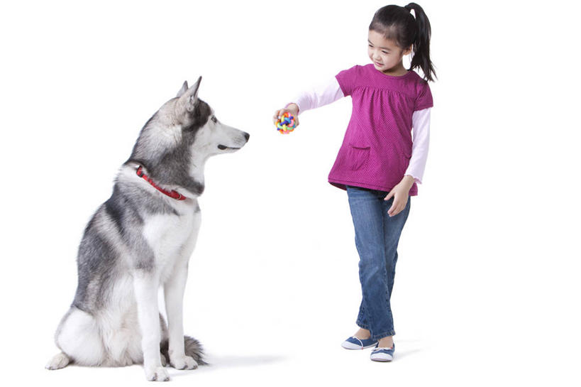 儿童,一个人,坐,笑,微笑,露齿笑,横图,白色背景,正面,快乐,友谊,幸福,纯洁,宠物,狗,玩具,北京,中国,亚洲,休闲装,小孩,动物,可爱,乐趣,童年,童趣,哈士奇,哈士奇犬,摄影,影棚,生活方式,享乐,摄影棚,西伯利亚雪橇犬,雪橇犬,童真,东亚,东亚人,烂漫,无邪,忠诚,哈士奇狗,西伯利亚哈士奇,天真,女孩,亚洲人,中国人,孩子,犬,彩图,影棚拍摄,爱,拍摄,西伯利亚犬,服从