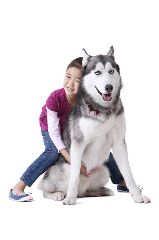 儿童,一个人,笑,微笑,露齿笑,竖图,白色背景,正面,快乐,友谊,幸福,纯洁,宠物,狗,北京,中国,亚洲,休闲装,小孩,动物,可爱,乐趣,童年,童趣,哈士奇,哈士奇犬,摄影,影棚,生活方式,享乐,摄影棚,西伯利亚雪橇犬,雪橇犬,肖像,童真,东亚,东亚人,烂漫,无邪,忠诚,哈士奇狗,西伯利亚哈士奇,天真,女孩,亚洲人,中国人,孩子,犬,拥抱,彩图,影棚拍摄,爱,拍摄,西伯利亚犬