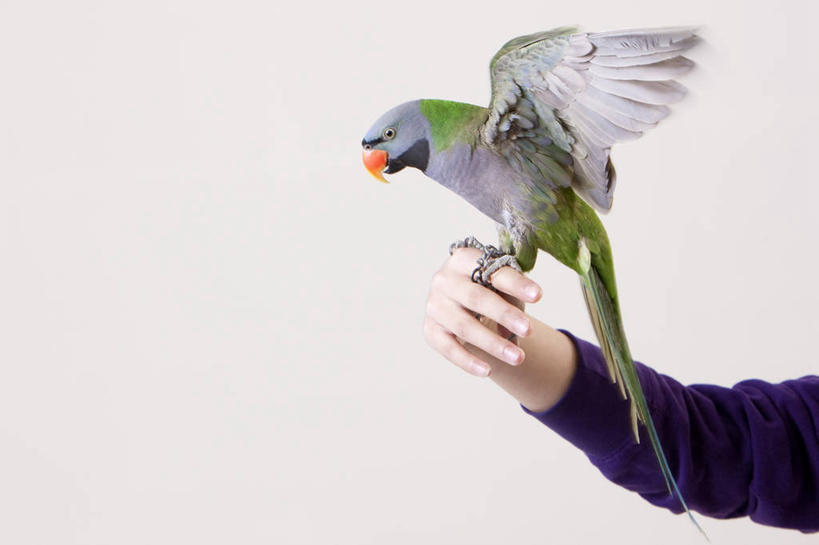 手,一个人,横图,特写,留白,侧面,宠物,鹦鹉,翅膀,鸟类,拿着,摄影,动作,拍打,彩图,影棚拍摄