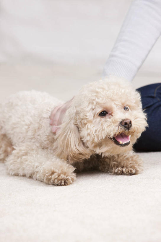 一个人,家庭,家,竖图,室内,特写,兴奋,友谊,幸福,纯洁,宠物,狗,刺激,温暖,温馨,一家人,可爱,童年,童趣,摄影,生活方式,和睦,起居室,童真,烂漫,无邪,爱抚,玩具贵宾犬,天真,年轻女性,女人,年轻人,彩图,融洽