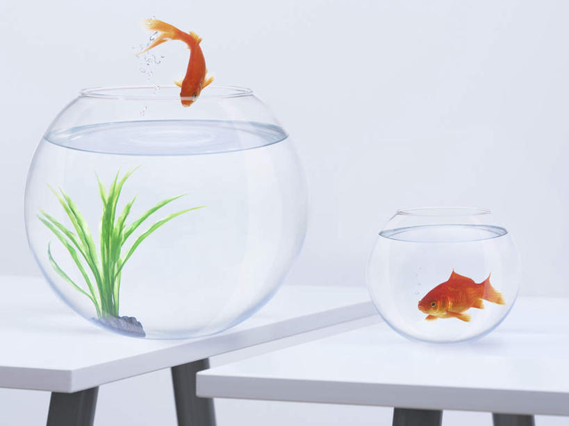 无人,跳,横图,室内,白天,白色背景,正面,水,植物,桌面,桌子,玻璃,两条,阴影,反射,木制,金鱼,鱼,液体,影子,水滴,水草,鱼缸,半空,鱼类,玻璃制品,两个,自然,木制品,摄影,影棚,生长,成长,观赏鱼,金鲫鱼,跳跃,彩图,全身,影棚拍摄,拍摄