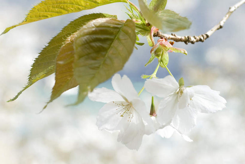 无人,横图,俯视,室外,特写,白天,旅游,度假,美景,叶子,英国,欧洲,朦胧,模糊,盛开,景观,绿叶,花蕾,娱乐,花,花瓣,花朵,鲜花,白色,自然,花苞,花蕊,享受,休闲,嫩叶,景色,放松,西欧,自然风光,大不列颠,大不列颠及北爱尔兰联合王国,大不列颠联合王国,日不落英帝国,德文郡,叶,叶片,彩图,高角度拍摄